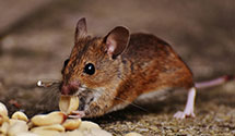 24 Hour & Emergency Exterminators in Rutherford, NJ
